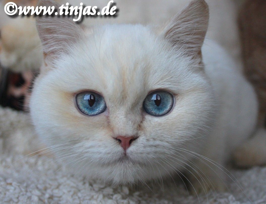 Britisch Kurzhaar red silver chinchilla point